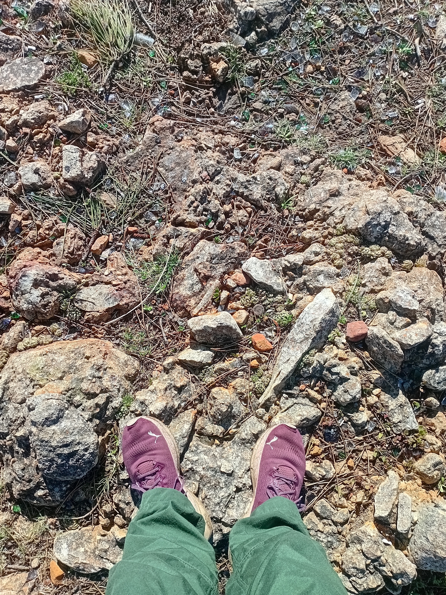 玉露照片1