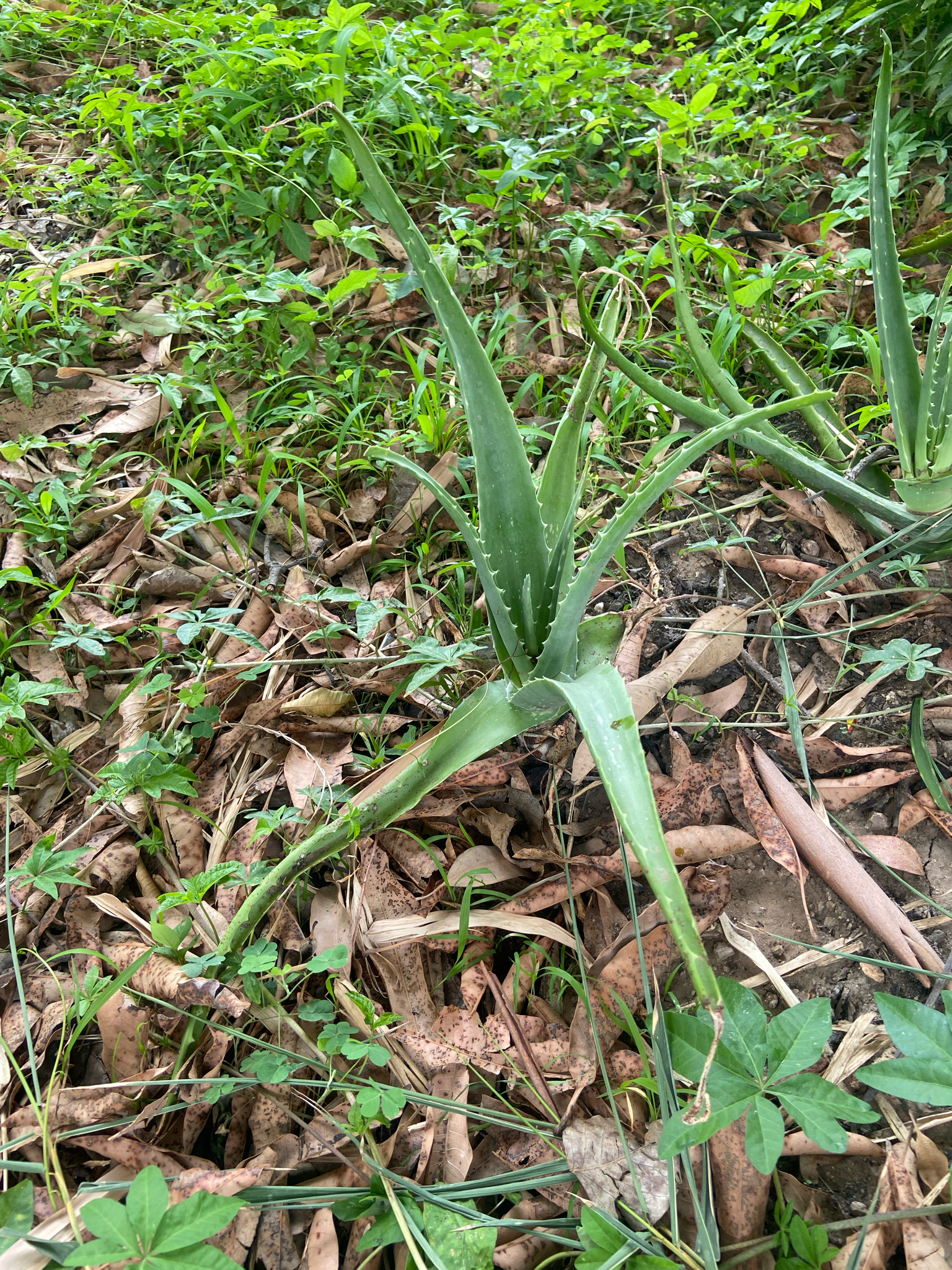 芦荟 Aloe vera