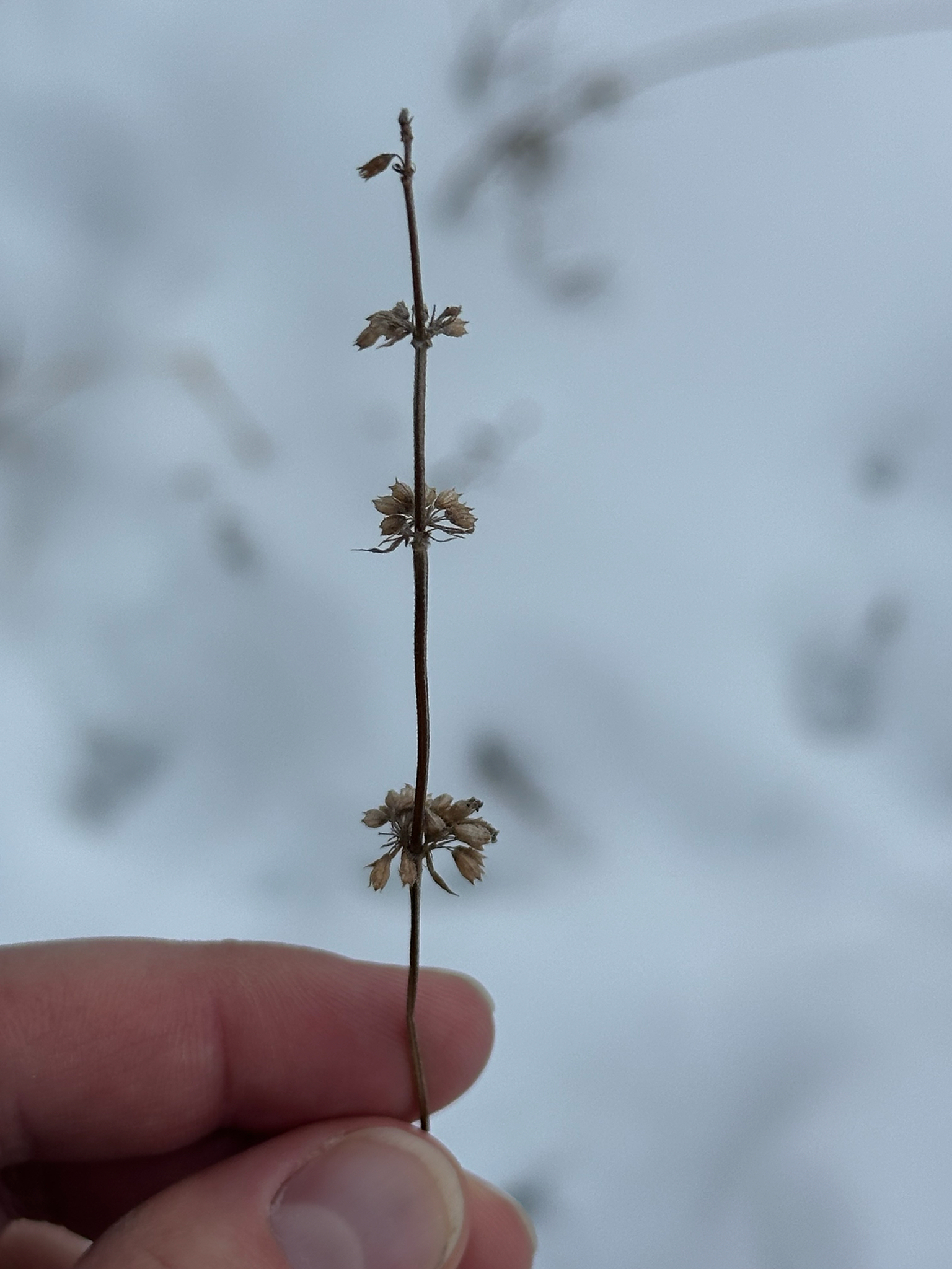 薄荷照片2